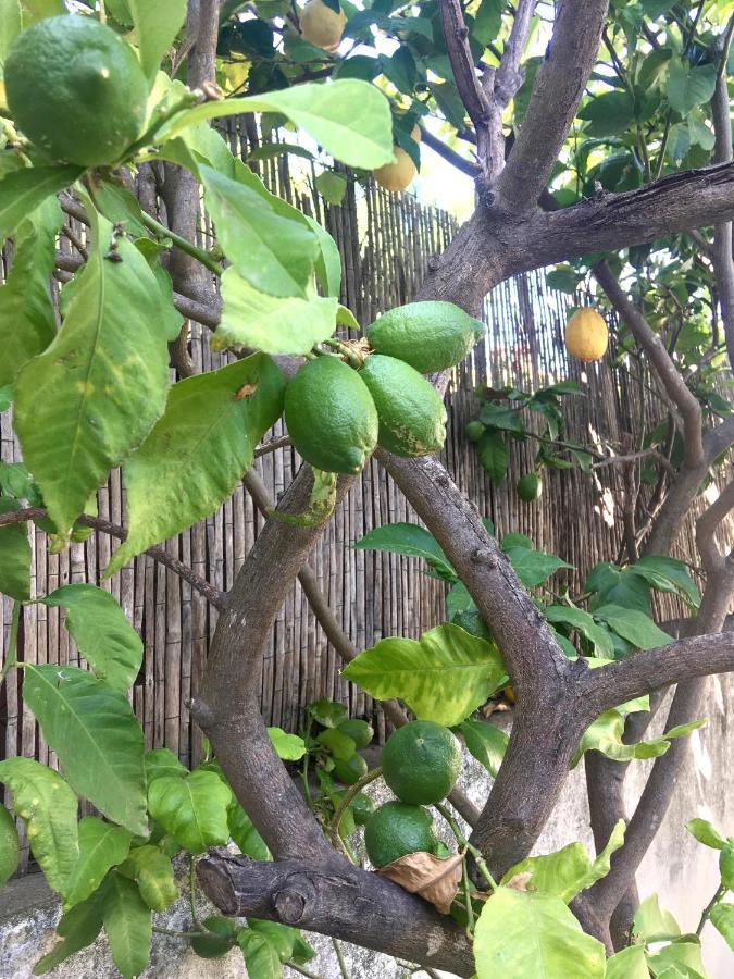 Dans Une Maison, Appartement Independant Et Jardin بيربينيو المظهر الخارجي الصورة